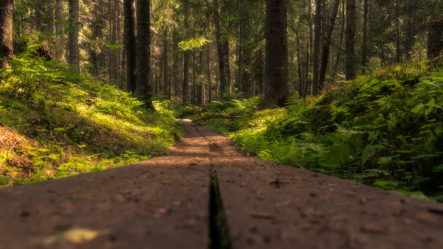 skog skuleskogen