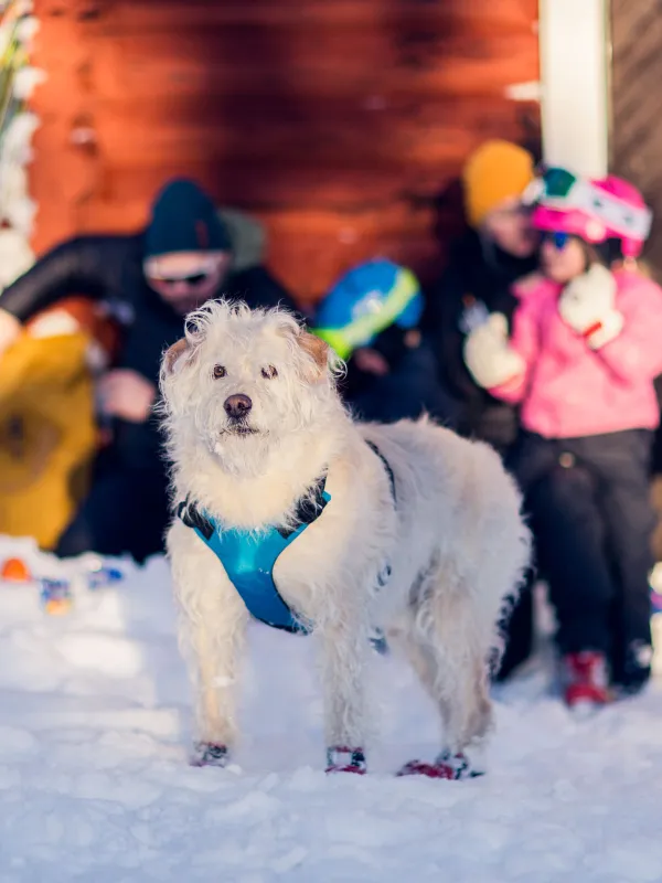 arthur och familj nätra fjällskog vinter skidor