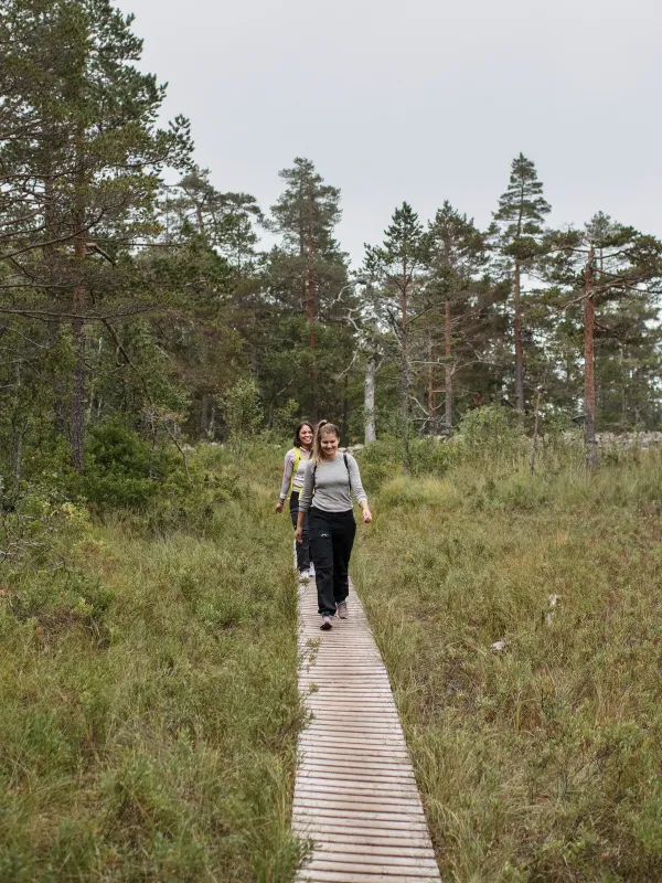 Vandring längs spång i Skuleskogens Nationalpark