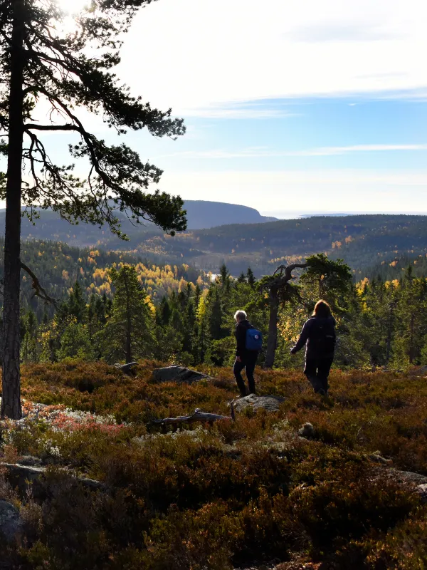 Stiglösa vandringar skuleskogens nationalpark höga kusten