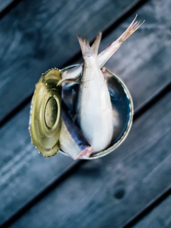 surströmming